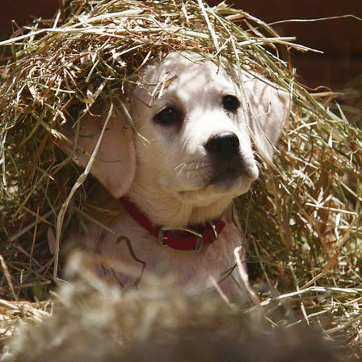 Remember these Super Bowl ads? | CNBC