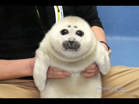 《鳥羽水族館》バイカルアザラシ ニコ 赤ちゃんの頃の特別映像★成長記録 Highlights of Seal Pup's first year after birth