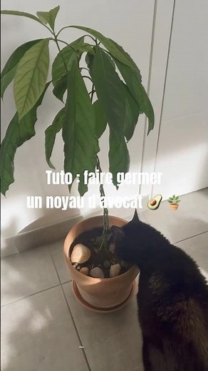 Tuto : faire germer un noyau d’avocats #avocado #garden #plants #jardin #diy #nature #easygardening