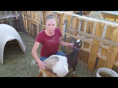 Checking A Goat's Ligaments