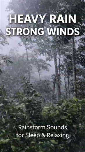 Heavy Rain & Strong Wind in a Rural Forest 🌧️🌬️ | Natural Rain Ambience