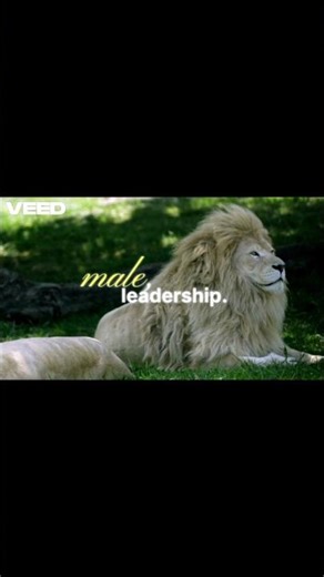 From Cub to King 👑 | Lion’s Rise