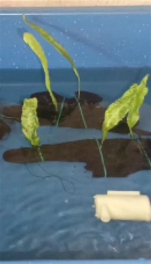 Java Fern/Java Moss on Driftwood Setup Simple #aquarium #fish #guppy #javafern #javamooss