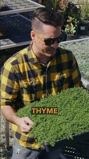 The Perfect Low-Maintenance Ground Cover! 🌿🌸 #CreepingThyme