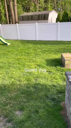 #englishmastiff #mastiff #mastiffsoftiktok #guarddog #bark