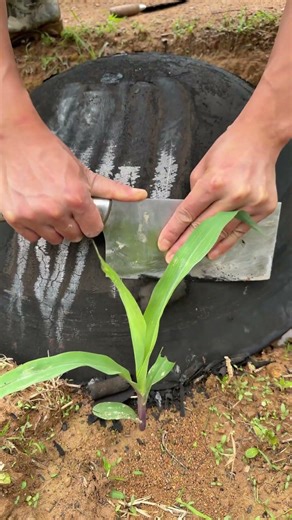 Thick carbon buildup on big pot? Use this method to scrape it off easily, amazing results!