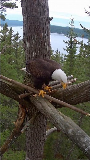 America’s Bald Eagle Builds Its Nest 🦅 🇺🇸 #eagle #shorts #nature #birds #usa #wildlife #viral