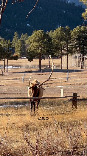 Unicorn bull makes clearing this fence look easy. Keep us in your thoughts and prayers for some moisture - we need some snow! | Good Bull Outdoors