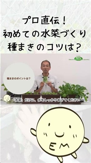 【プランターでも育つ】初めての水菜づくり、種まきのコツをプロが直伝します#家庭菜園初心者 #水菜 #無農薬 #shorts