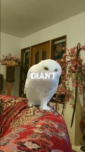 This Baby Owl Is Too Adorable to Be Real 🦉😍
