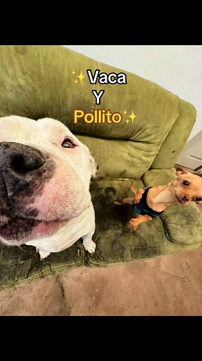 Dúo divertido: Vaca y Pollito | Videos de Perritos