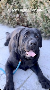 🖤Black English Lab Life! 🖤#lab #englishlab #blacklab #blacklabrador #blacklabsofinstagram #englishlabrador #doggo #doglife #dog #dogs #puppies #puppy #labrador #puppylife #puppylove #pup #bigdog #blackdog | Summer Hill Labradors