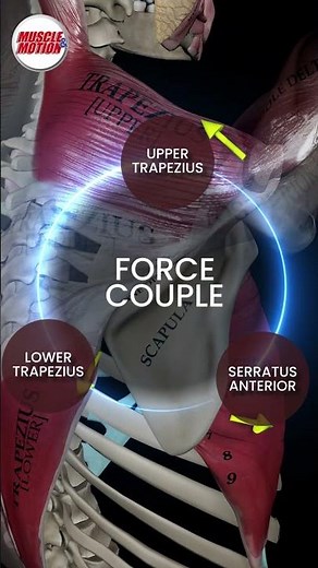The Scapular Force Couple! #strnegthtraining #anatomy