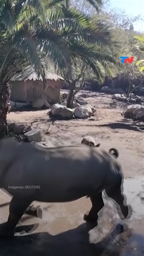 22K views · 509 reactions | Un zoo en Santiago, Chile, presentó una cría de rinoceronte blanco nacida en sus instalaciones esta semana. Los rinocerontes blancos se enfrentan a amenazas de caza furtiva y pérdida de hábitat en Sudáfrica: 500 fueron asesinados el año pasado por sus cuernos, según la Sociedad Zoológica de Londres (ZSL), una organización benéfica conservacionista mundial. | TN Todo Noticias | Facebook
