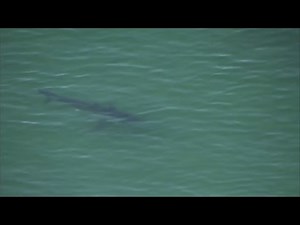 Watch Live: Swimmer attacked by a shark while swimming off the coast of Cape Cod