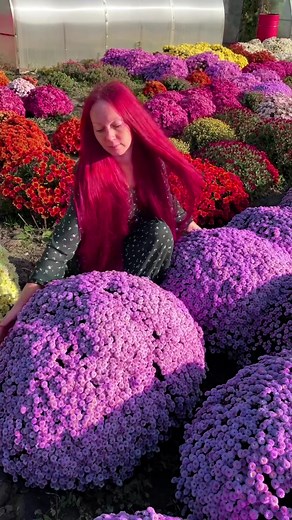 Мы можем сами создавать красоту садов,делая мир прекраснее.Мы сами создаём себе настроение глядя на растения которые выростили своими руками. Всем мира,добра и хорошо настроения🥰🥰🥰🥰🥰#хризантемы #хризантемамультифлора #мультифлора