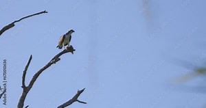 Osprey eating a fish in Florida on a branch