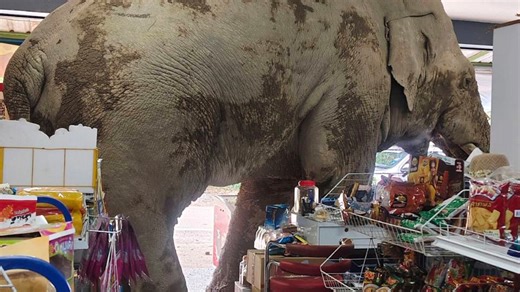 A hungry wild elephant raids a grocery store in Thailand for snacks