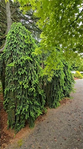Picea abies 'Pendula' #gardening #conifers #design #landscaping #gardendesign #oregon