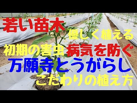【万願寺とうがらしの植え方】。【万願寺とうがらし栽培】
