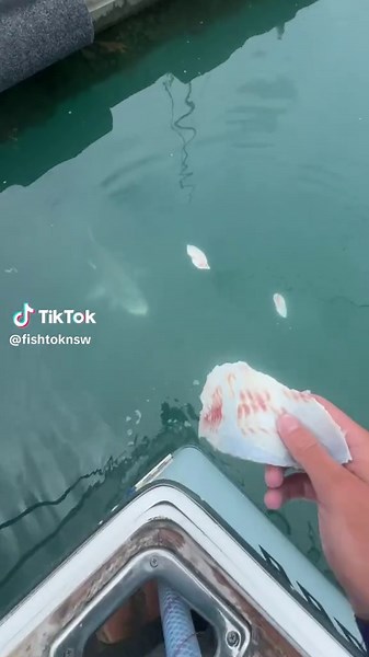 Local Pets: Exploring Fish Life in Sydney Waters