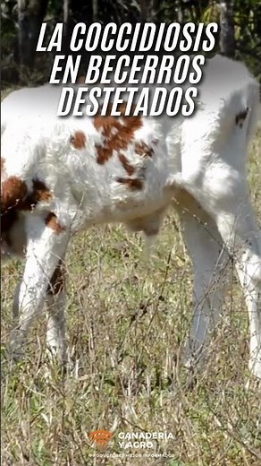 Coccidiosis: Control and Prevention in Weaned Calves