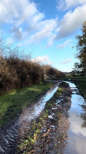 Muddy puddles beside the forest