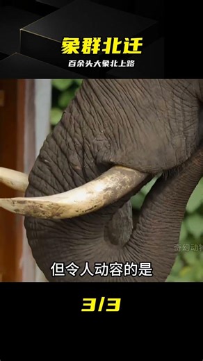 勇敢任性！3000公里遷徙路，人類全程守護 #亚洲象，云南北迁，大象迁徙，一路向北，野生动物