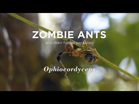 Zombie Ants - Real World Sci-fi Horror Story