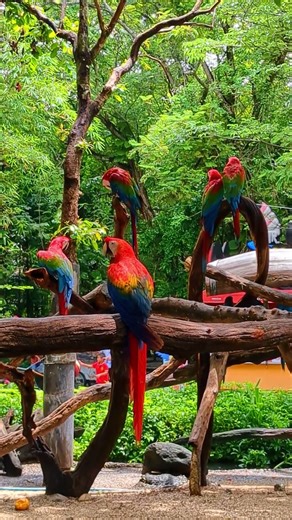 Giant and magnificent Macaws of the Americas 🦜 #animals #funnyshorts #viralshort #parrots #parrot