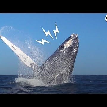 Whale Rescued From Fishing Net Thanks Rescuers In THE BEST Way | The Dodo