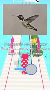 The World’s Most Mysterious Sounds