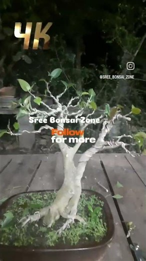 Ficus Amplissima Bonsai tree Before and After wiring #sreebonsaizone #bonsaidesign