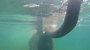 86K views · 3.4K reactions | Samudra (whose name means 'ocean' in Sanskrit) takes snorkeling to a whole other level. | Oregon Zoo | Facebook