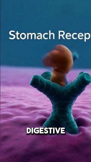 🫄 Why Your Stomach Feels Warm After Ginger Tea | The Digestive Stimulation Reaction