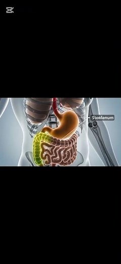 EGD Explained in 3D – Don’t Miss the Full Medical Animation Short part 4