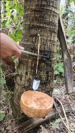 DIY Tree Sap Tapping