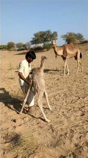 Heartbreaking Moment: Baby Camel's Painful Cry Will Leave You Speechless #facts #animals