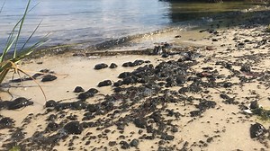 How to keep your dog safe from deadly blue-green algae