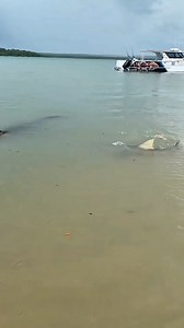 579K views · 4.1K reactions | Shark Vs Crocodile 麗  . . #crocodile #shark #oceanlife #marinelife #FishLifeWorldTV | FishLife world TV | Facebook