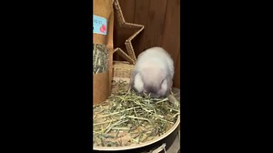 Green Oat Hay Topper: Natural Forage Treat for Small Pets - Etsy Australia