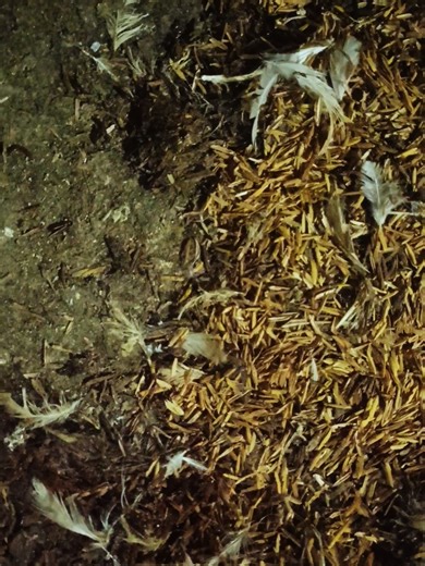 Guidelines for Successful Poultry Farming