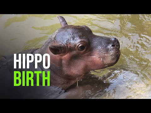 Karen The Hippo at ABQ BioPark Gives Birth