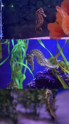 The seahorse and its incredible male pregnancy