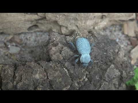 Blue death-feigning beetle playing dead