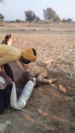 فتاة تُخرج الرباط من تحت الجمل وتساعده على النهوض