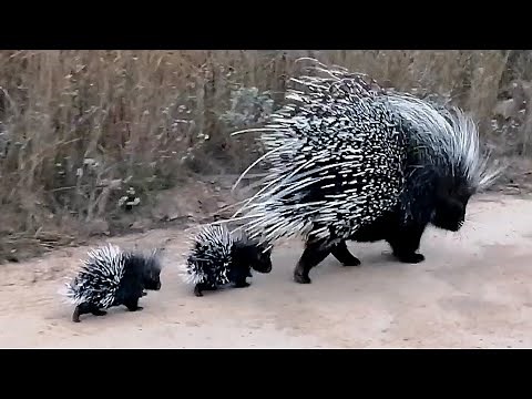 Porcupine Mom With The Cutest Babies!!