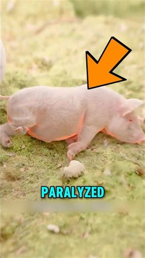 This Vet Saved a Piglet’s Life 🐷❤️