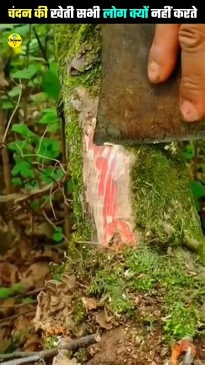 चंदन की खेती हर कोई क्यों नहीं करता? #shorts