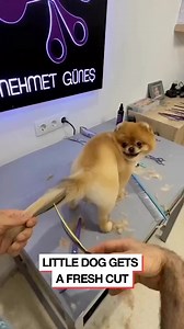 80M views · 2.3M reactions | So #cut# dog.....  #varil Facebook | Thakur Shab | Facebook